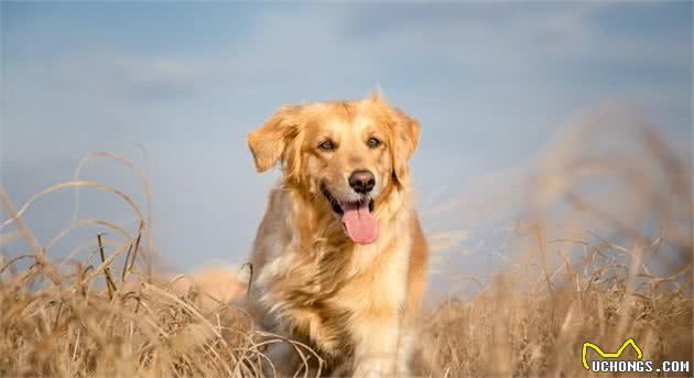 儿童伴侣犬有哪些，这9种狗狗供你选择