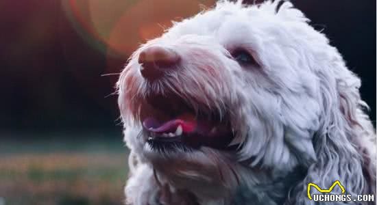 犬流产有什么症状犬流产该怎么办呀