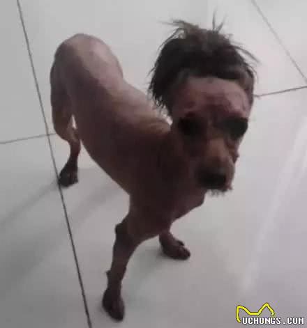 要是你连续两个月没给泰迪犬做美容……