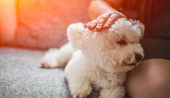 一朵来自地中海的棉花糖—比熊犬