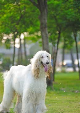 优雅的阿富汗猎犬为什么会被中国禁养呢？