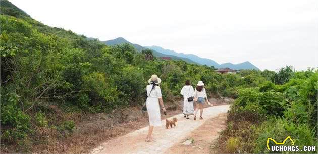 夏天带狗狗出游旅行，需要豫备些什么？狗狗出游指南帮你忙