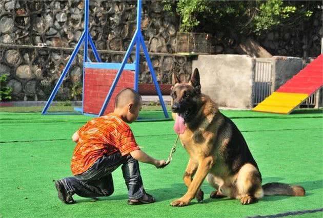 使用零食科学训犬，狗狗会更加听话，3个零食训犬要点必须记住