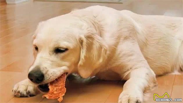 使用零食科学训犬，狗狗会更加听话，3个零食训犬要点必须记住