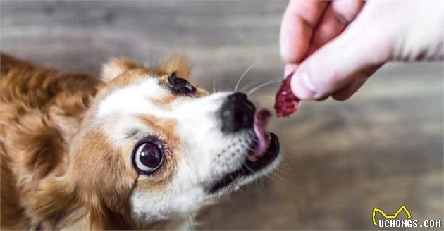 使用零食科学训犬，狗狗会更加听话，3个零食训犬要点必须记住