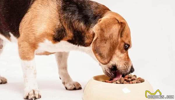 狗狗挑食的原因