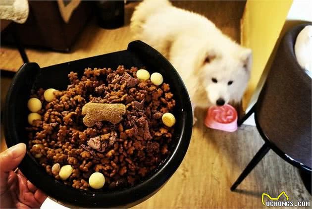 犬界中“体味最轻”的6种狗，很适合家养，有你家狗子吗？