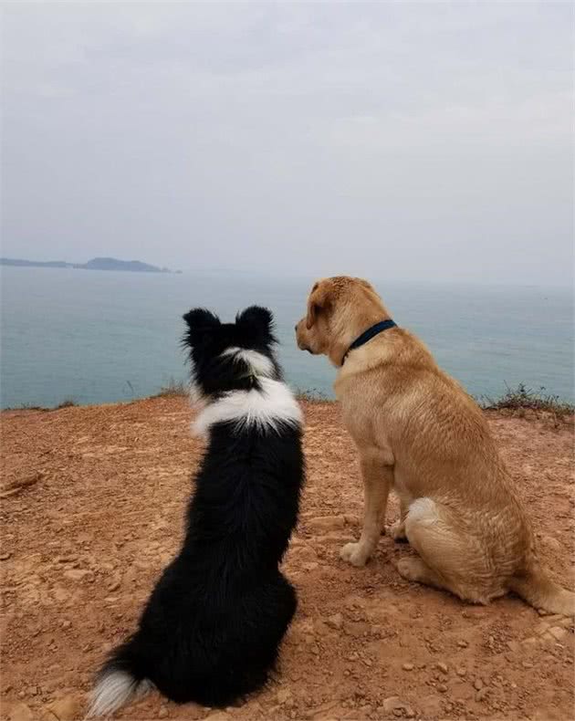 狗狗在家里都很乖，出门就不听话了，原来我们忽略了这个重要细节