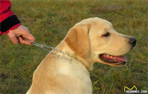 拉布拉多犬的性格优势及饲养的五大好处