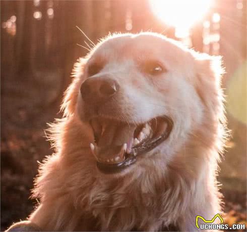 犬护食仅仅是因为天性吗？哪些人为因素也会导致犬护食呢