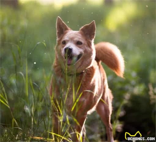 犬护食仅仅是因为天性吗？哪些人为因素也会导致犬护食呢