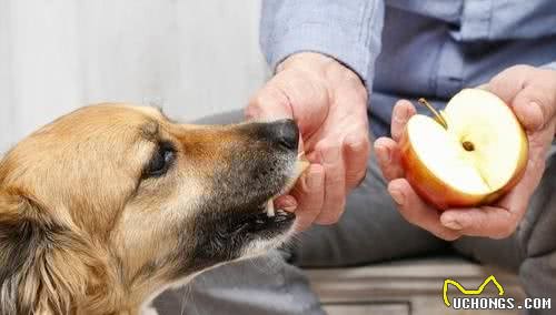 狗狗每天只吃犬粮？12种狗能够吃的食物，给犬粮加点料吧