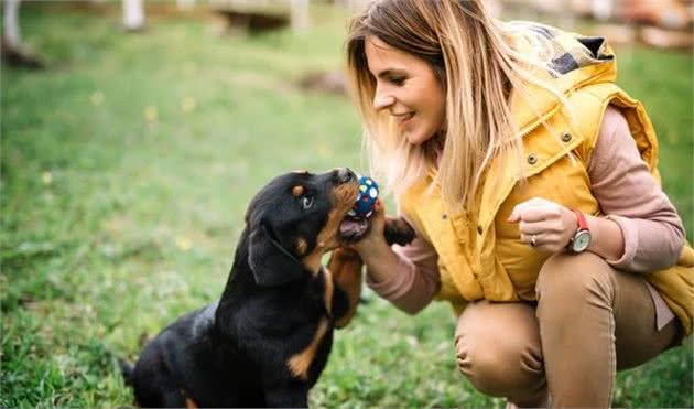 这4种护卫犬，可谓最勇猛的狗狗，罗威纳犬上榜