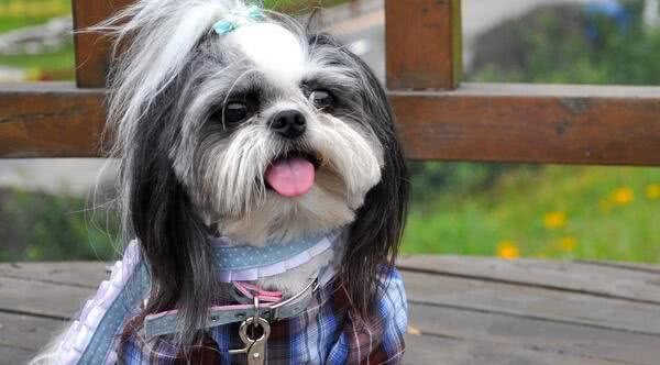 西施犬一天吃多少犬粮西施犬犬粮怎么挑选