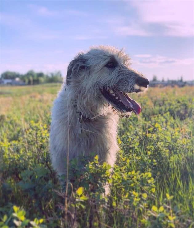 体型比小马驹还大的爱尔兰猎狼犬，对待主人却像萨摩金毛犬一样温顺