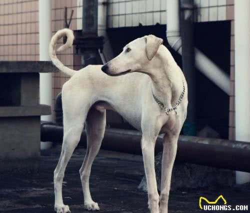 其实这些都是中国本土犬类，你认识几种？