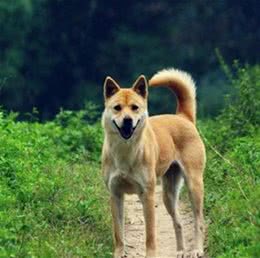 其实这些都是中国本土犬类，你认识几种？