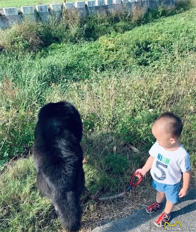 小主人牵124斤藏獒散步，狗狗突然冲进草丛，结果却令主人暖心