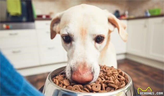 狗狗挑食不吃犬粮，身体素质变差，很大程度上是主人造成的