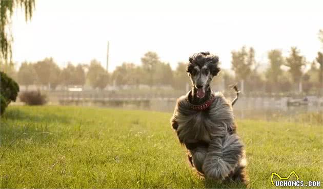 这么拉风的阿富汗猎犬，就该被禁养