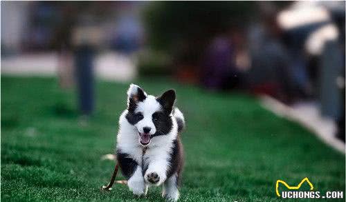 边境牧羊犬训练的科目训练边牧需要注意的