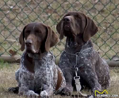 高度适应能力的全功能猎犬：德国短毛波音达，世界认可犬种