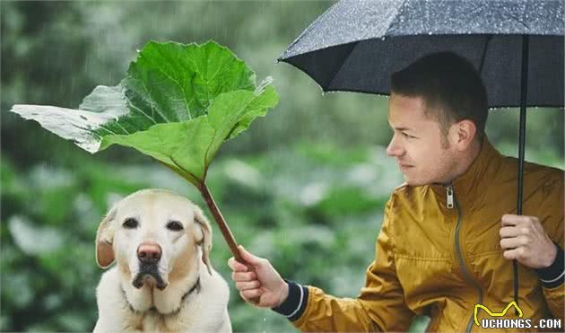 拉布拉多犬优点这么多，就算再“精致穷”也要养一只，绝不后悔