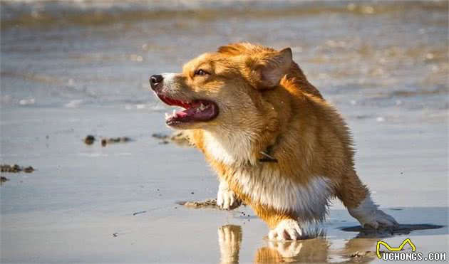 十个柯基犬九个串，养狗老手教你几个办法，迅速区分纯种柯基犬