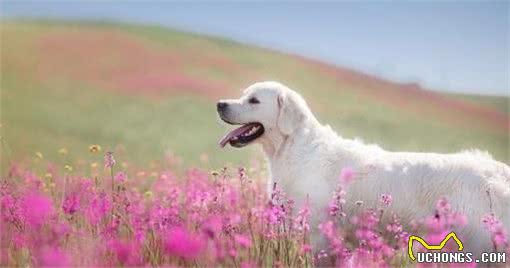 金毛犬还有分别，出生地不同，它们的区别也很多