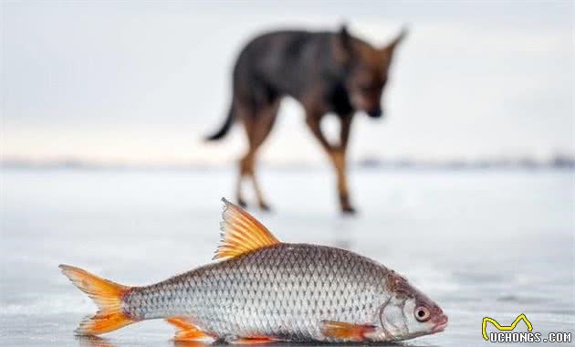 有助犬毛发亮泽的，6种健康食物，普通家庭都有