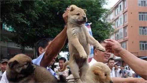 单靠这几点，就能够在一窝狗狗中，挑选到最出色的幼犬