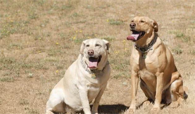 如何给怀孕母犬补钙，才能保证宝宝不吸收太多营养导致难产