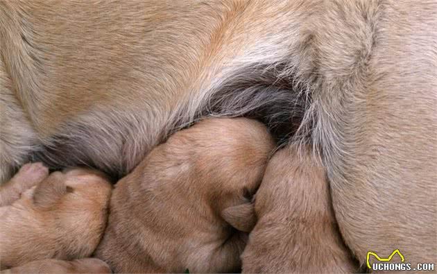 如何给怀孕母犬补钙，才能保证宝宝不吸收太多营养导致难产