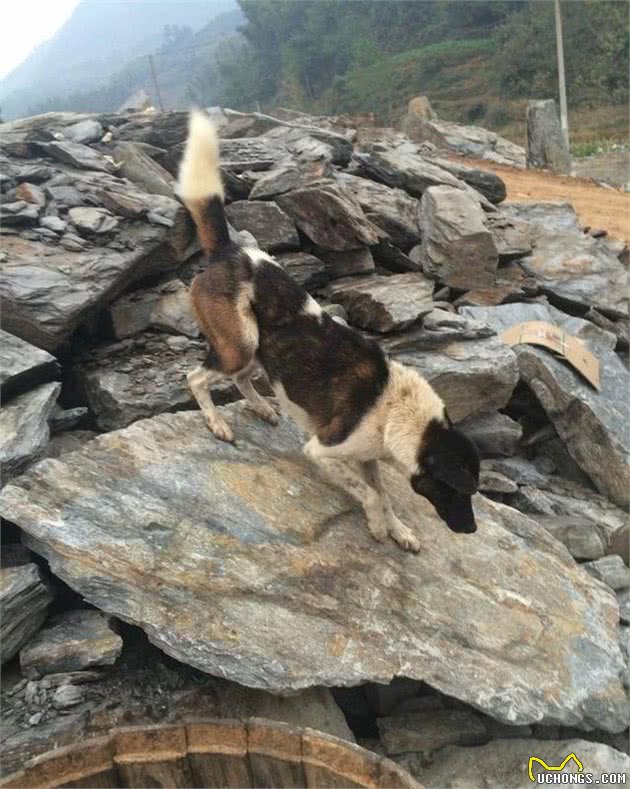 青川犬与凉山犬江湖纷争，争的不是同宗，而是江湖地位