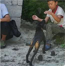 青川犬与凉山犬江湖纷争，争的不是同宗，而是江湖地位