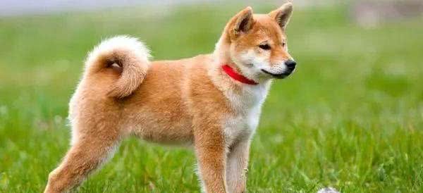 如何快速提高狗狗本身的抵抗力?