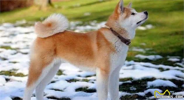 如何快速提高狗狗本身的抵抗力?