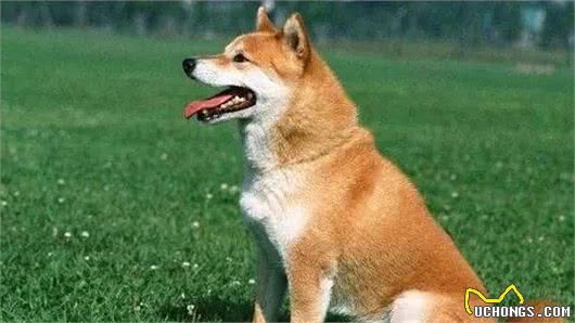 如何快速提高狗狗本身的抵抗力?