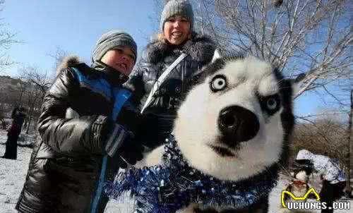 西伯利亚雪橇犬，哈士奇，是怎么变成传说中的二哈傻白甜的？！