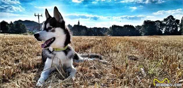 西伯利亚雪橇犬，哈士奇，是怎么变成传说中的二哈傻白甜的？！