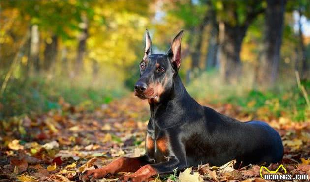 世界顶级护卫犬都有哪些