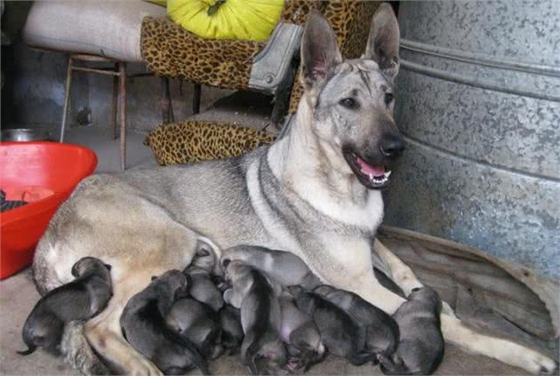 国产版德牧犬，民间驯兽达人培养50年的神犬：中华狼青