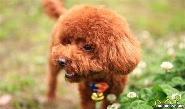 泰迪犬挑食，按我的方法来，保证能改掉