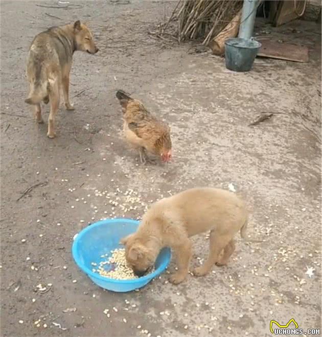 狗狗为什么会患上异食症？又有哪些症状呢？这几点小知识要了解