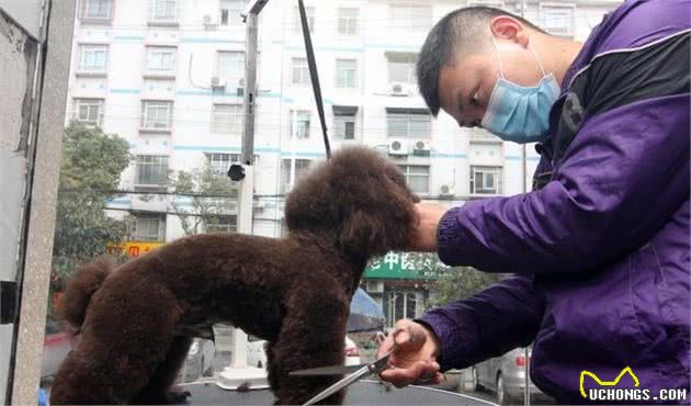 泰迪犬夏季散热有妙招，除了多喝水，还需要一款清凉的造型！