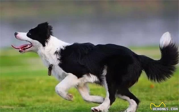 边境牧羊犬宠物问问狗百科