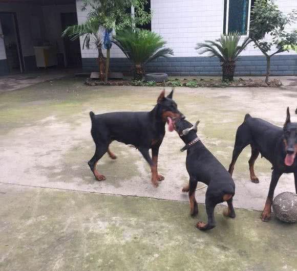 最实用的杜宾犬训练技巧