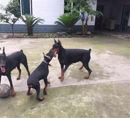 最实用的杜宾犬训练技巧