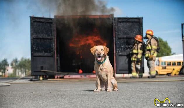 警犬、导盲犬，你还知道狗狗能胜任哪些工作？