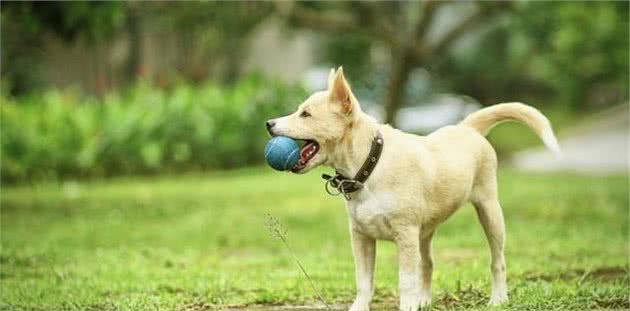 抛接飞盘不止是边牧犬能玩的，只需2个步骤，你家狗狗也能做到